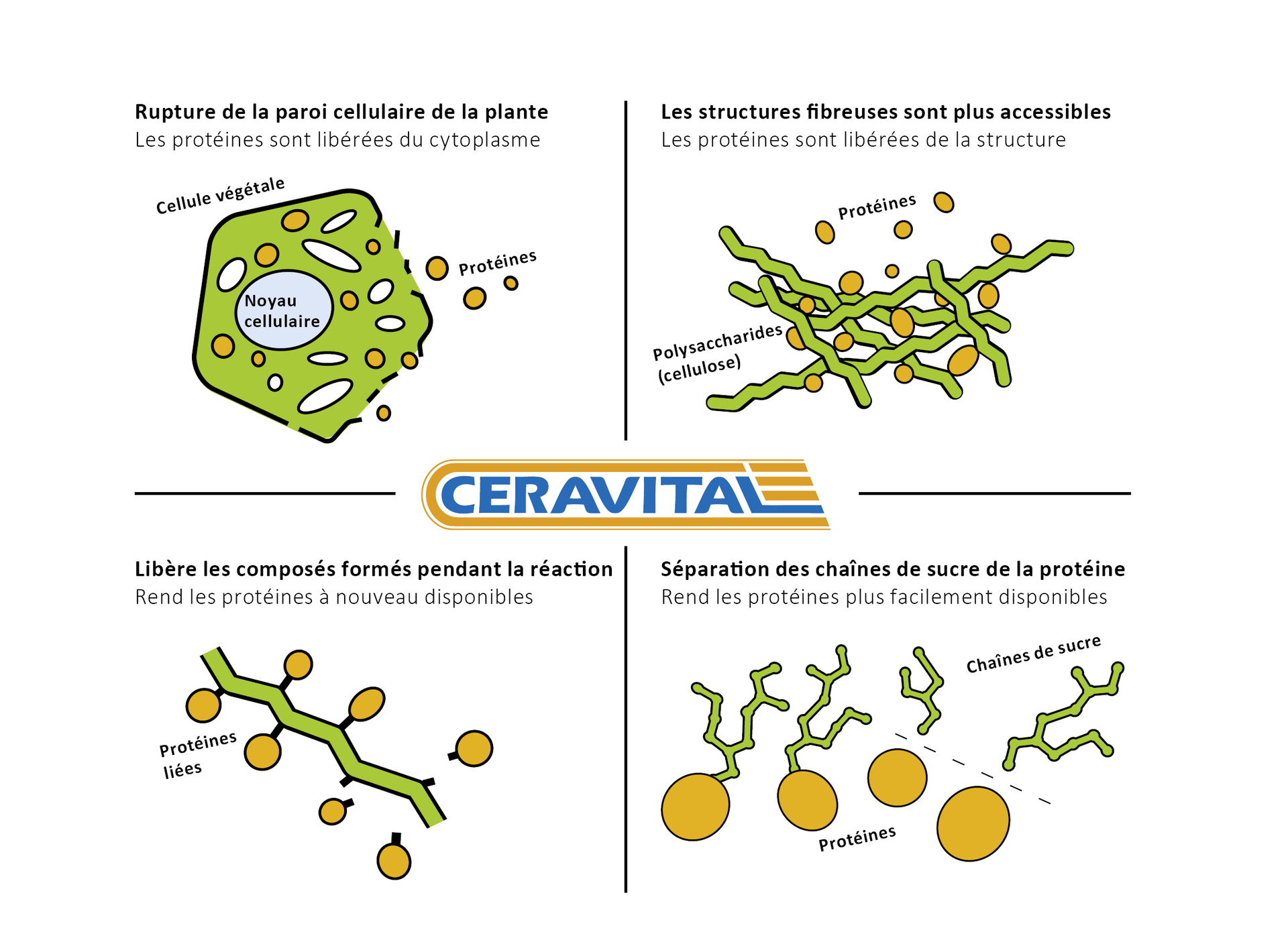 Effet de CERAVITAL XP