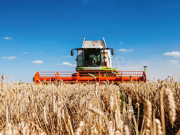 Ein Mähdrescher erntet Weizen